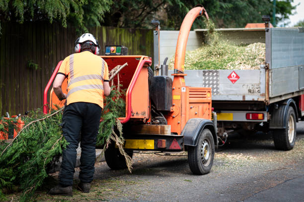 Orting, WA Tree Removal Company