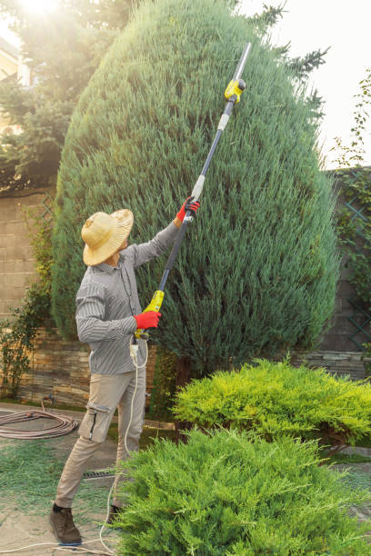 How Our Tree Care Process Works  in  Orting, WA